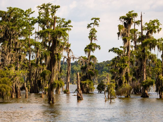 Swamp landscape in Louisiana