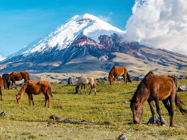 Horses grazing in the shadow of snow-capped Andes mountain near Quito, Ecuador