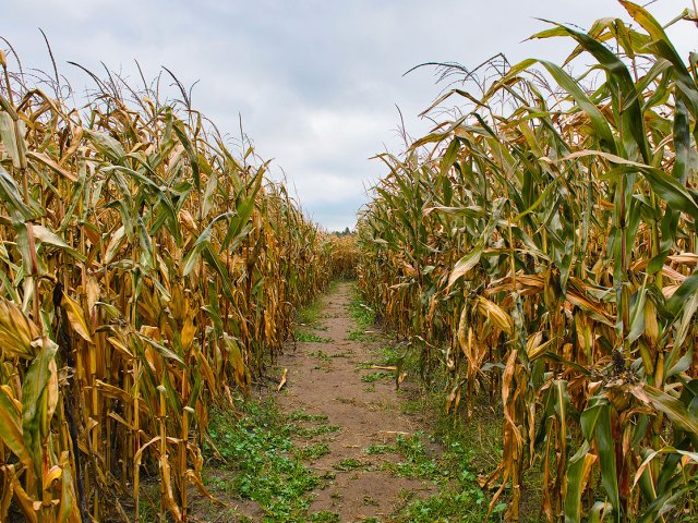 Rows of corn crops at Kraay Family Farm in Alberta, Canada