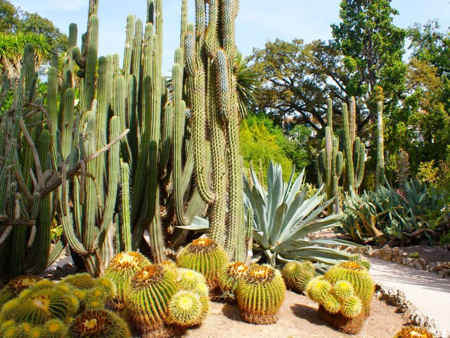 Cactii garden at Jardí Botànic de la Universitat de Valéncia, Spain