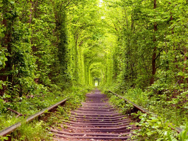 Verdant Tunnel of Love over abandoned rail tracks in Ukraine