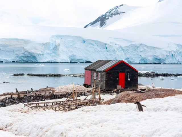 Penguin in the snow next to Penguin Post Office in Antarctica