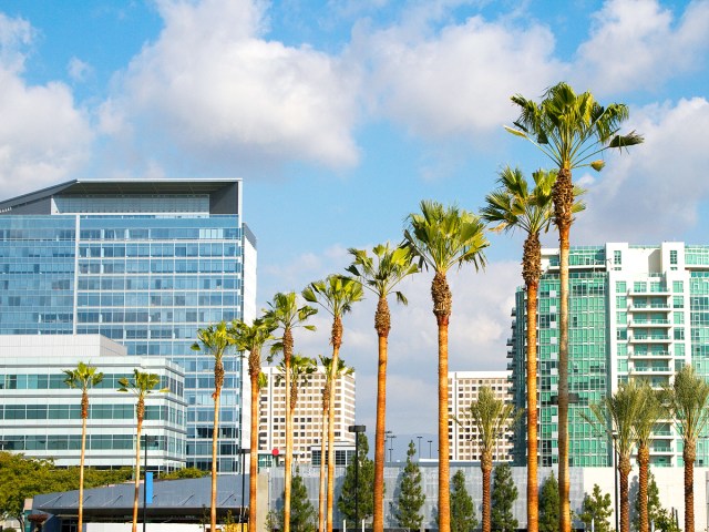 Row of palm trees in front of high-rise buildings in Irvine, California